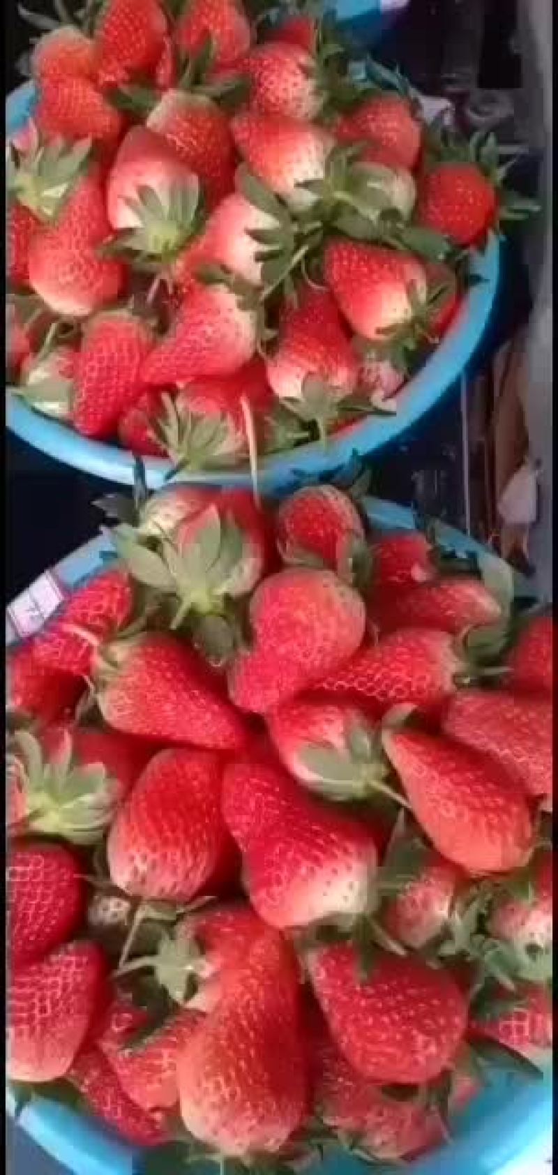 甜宝草莓中果大量上市有要的联系