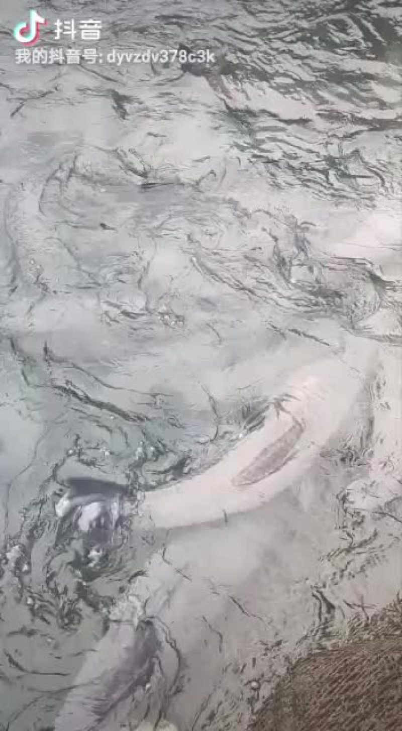 精品大青鱼欢迎你订购
