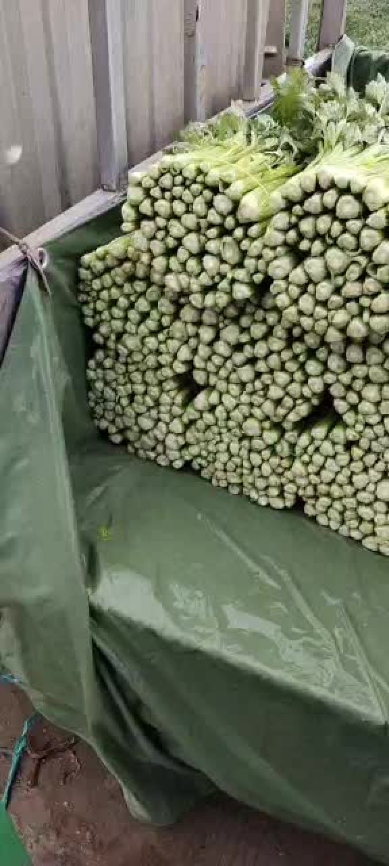 精品去根芹菜45-55公分