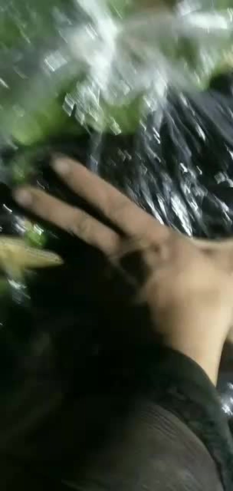 765茄子个大黑亮大量有货有老板需要的联系