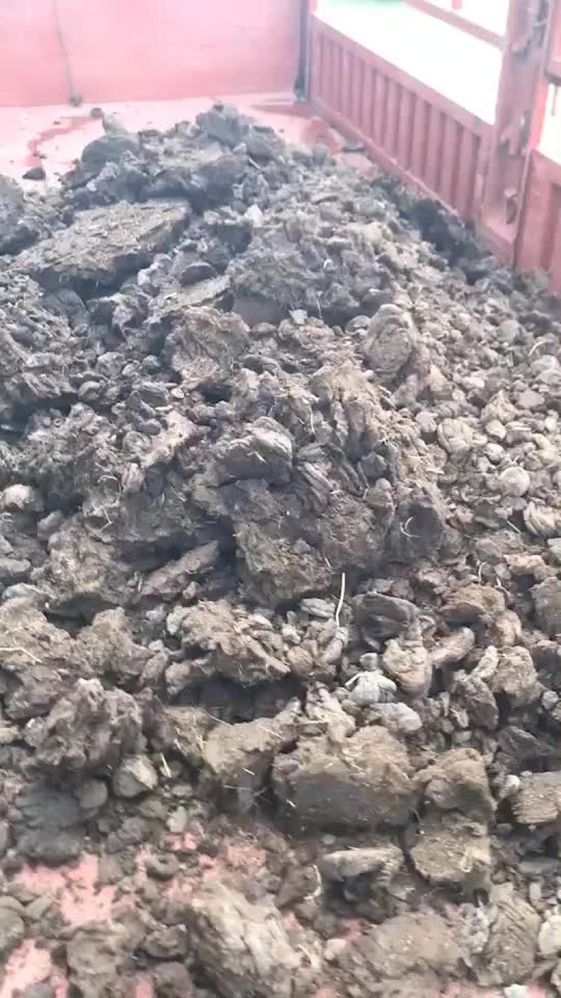 风干牛粪草原干牛粪蘑菇牛粪风干牦牛粪干度九十五