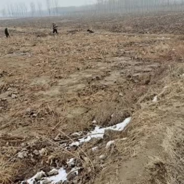 河南原阳沙土地白莲藕口感好
