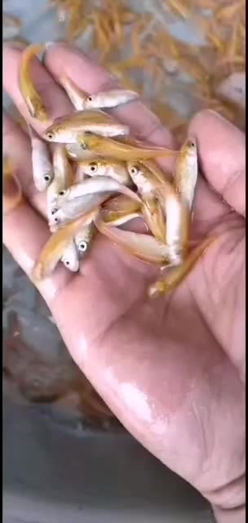 广东肇庆金草鱼苗批发，金丝鲩，俄罗斯金草鱼