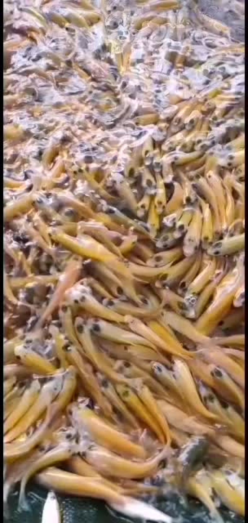 广东肇庆金草鱼苗批发，金丝鲩，俄罗斯金草鱼