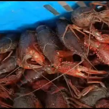 常年出售江苏淡水精品小龙虾,精品种虾,精品虾苗