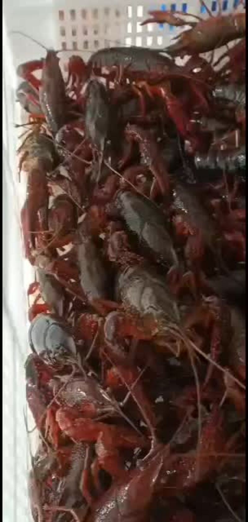 常年出售江苏淡水精品小龙虾,精品种虾,精品虾苗