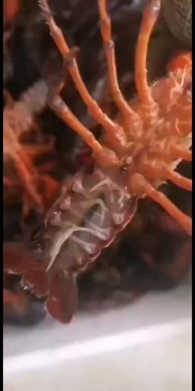 常年出售江苏淡水精品小龙虾,精品种虾,精品虾苗