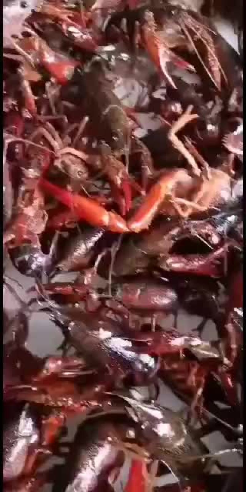 常年出售江苏淡水精品小龙虾,精品种虾,精品虾苗
