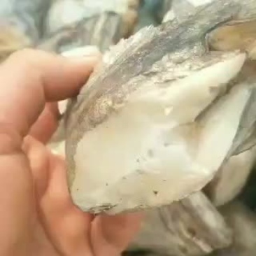 出售各种海产品小碟鱼头
