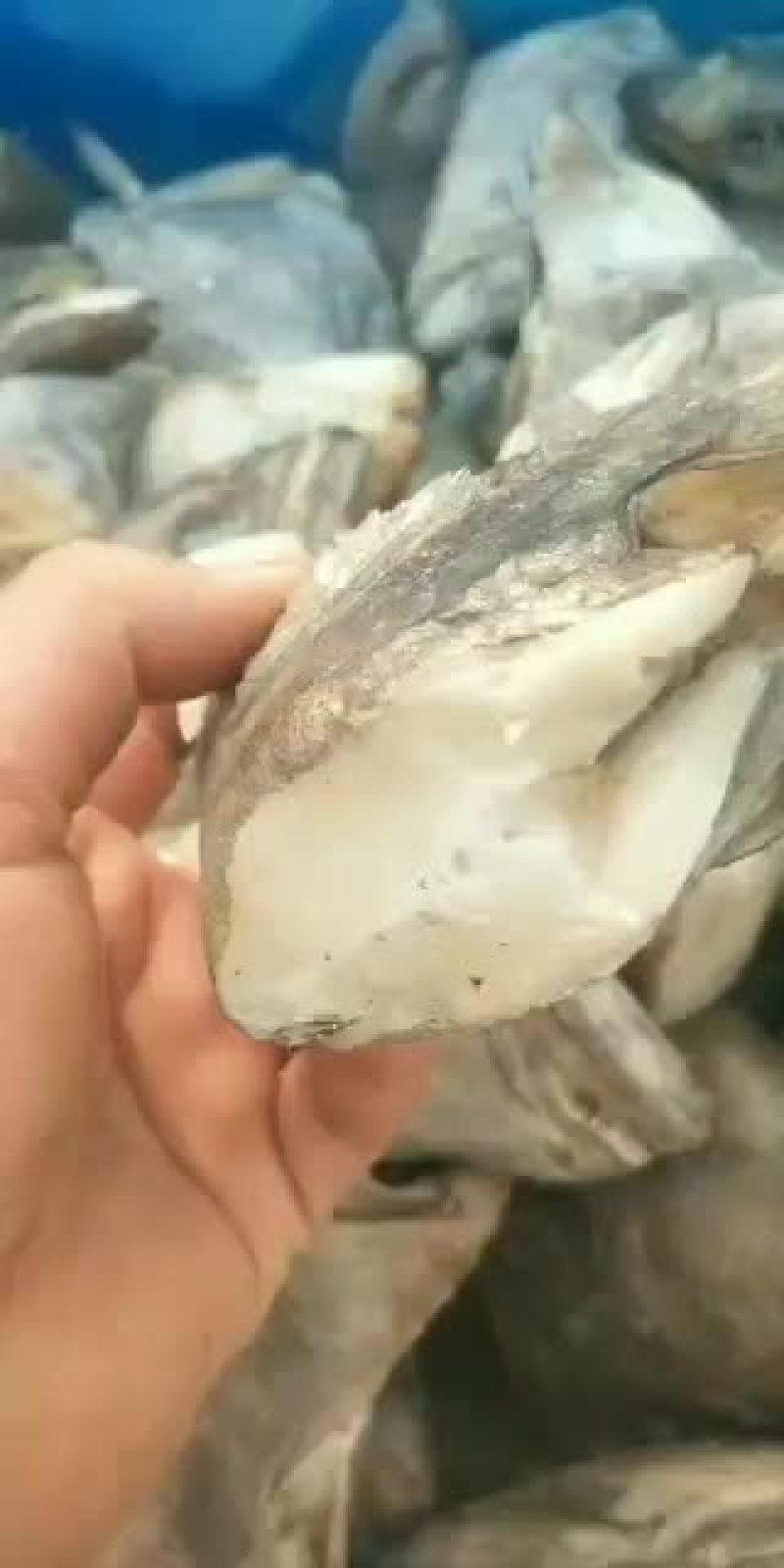 出售各种海产品小碟鱼头