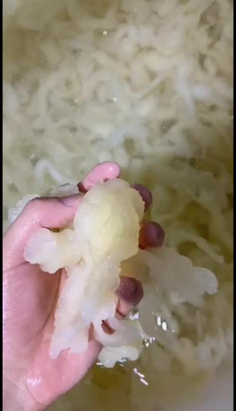 各规格水发金勾翅鱼翅翅针牙拣翅肉翅花胶小龙胶