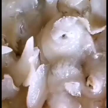 各规格水发金勾翅鱼翅翅针牙拣翅肉翅花胶小龙胶