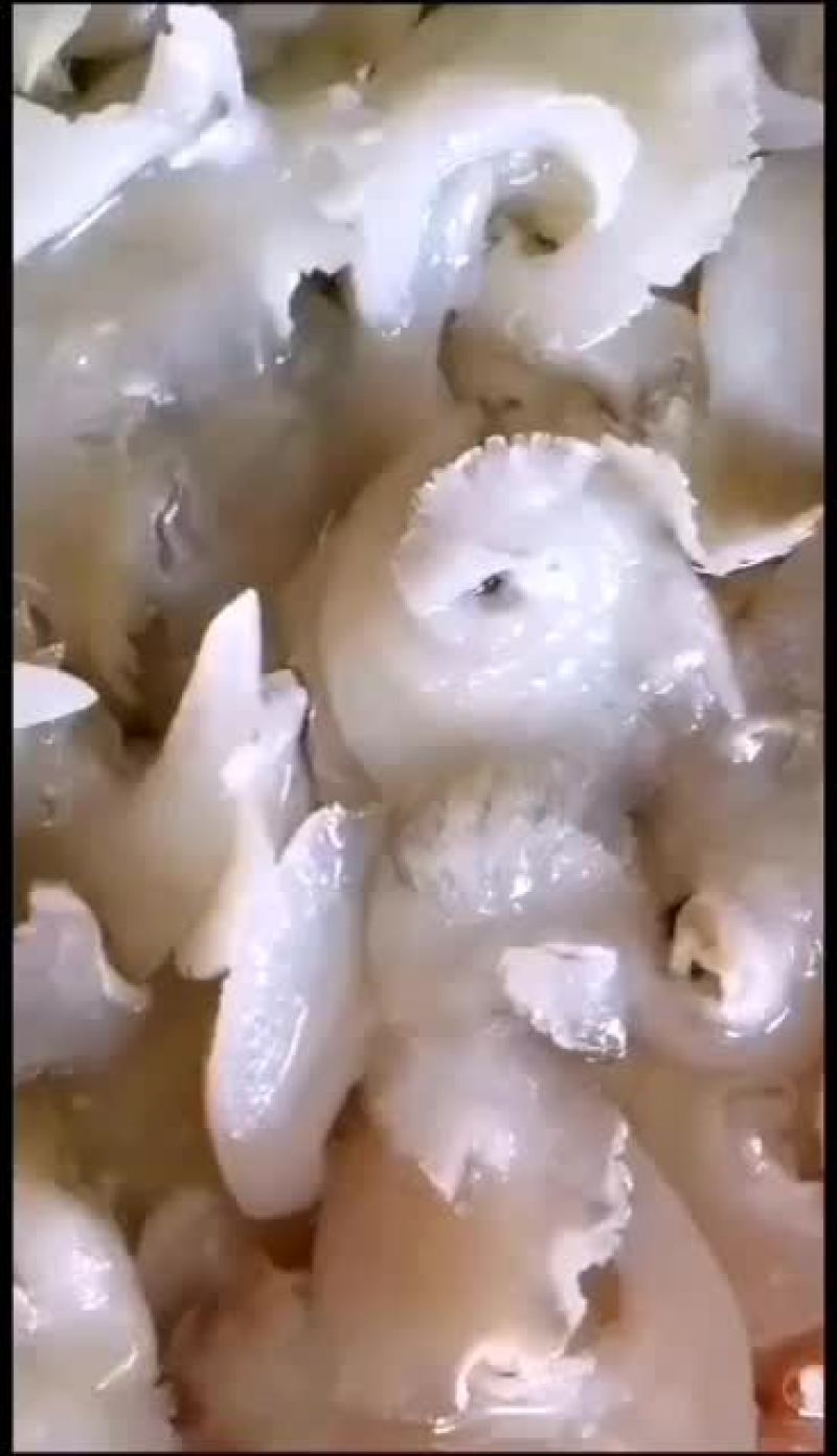 各规格水发金勾翅鱼翅翅针牙拣翅肉翅花胶小龙胶
