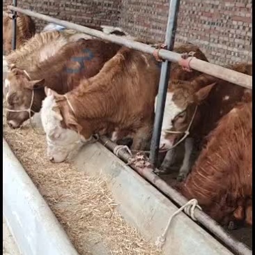 牛犊公母上市，大量走货