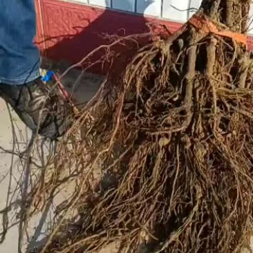 巨峰葡萄苗.....
