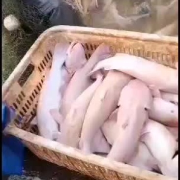 红叉鱼：钱鱼：放钩精品