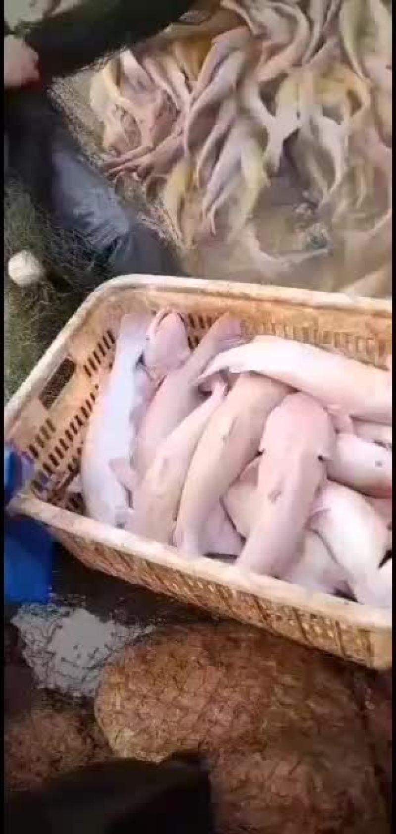 红叉鱼：钱鱼：放钩精品