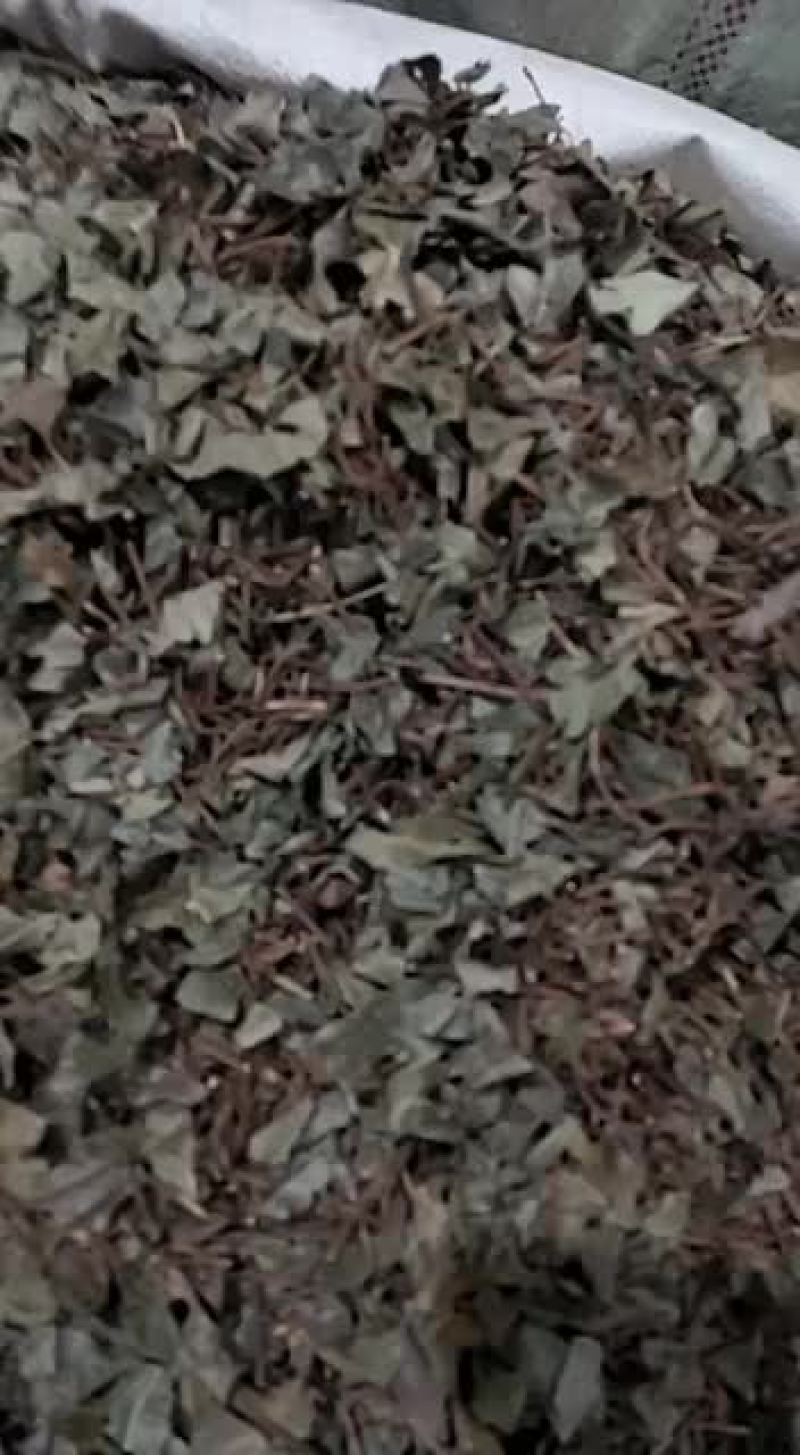 矮地茶大山深处纯野生中药材平地木颜色绿无杂质