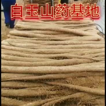 白玉山药联系方式15091020399