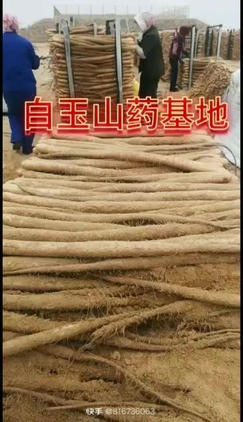 白玉山药联系方式15091020399