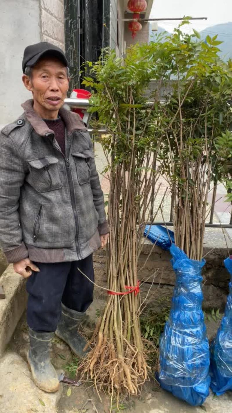 湖南娄底涟源特产黄鹂芽茶树苗