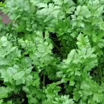 我处大量优质芹菜集中上市种，价格在0.7-1元之间