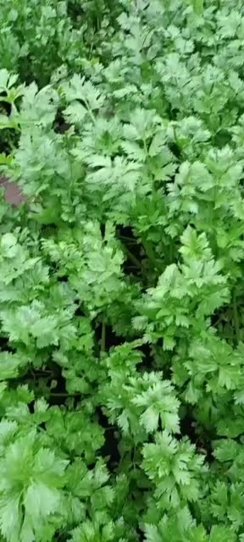 我处大量优质芹菜集中上市种，价格在0.7-1元之间