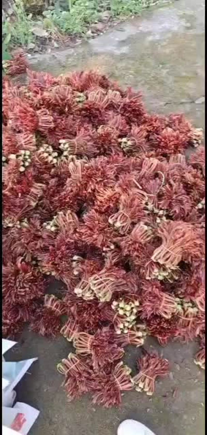 大量巴山红香椿芽上市了，