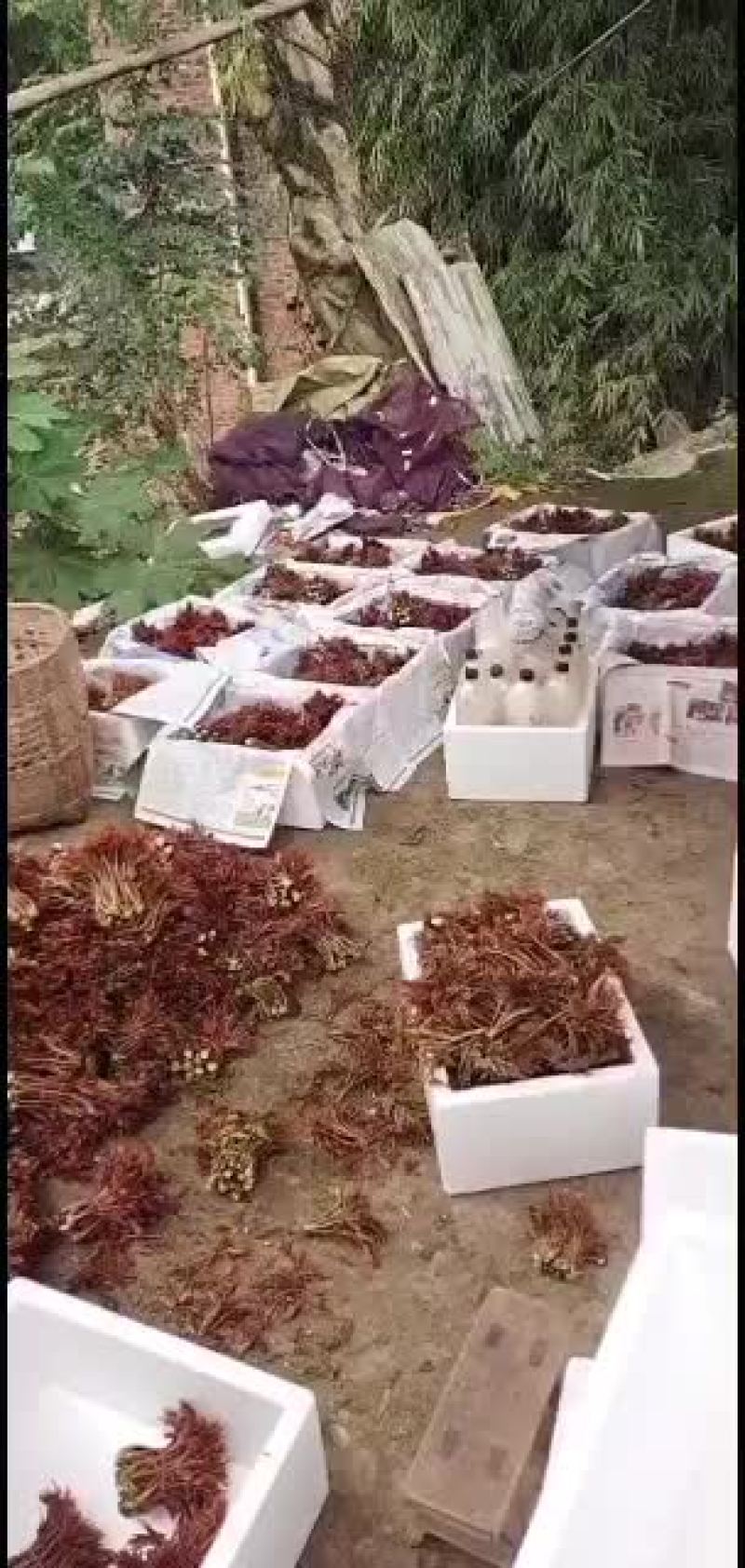 大量巴山红香椿芽上市了，