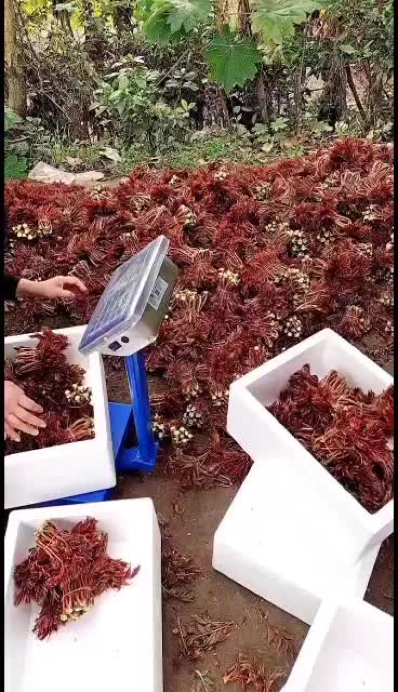 大量巴山红香椿芽上市了，