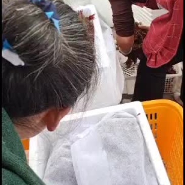 大量巴山红香椿芽上市了，