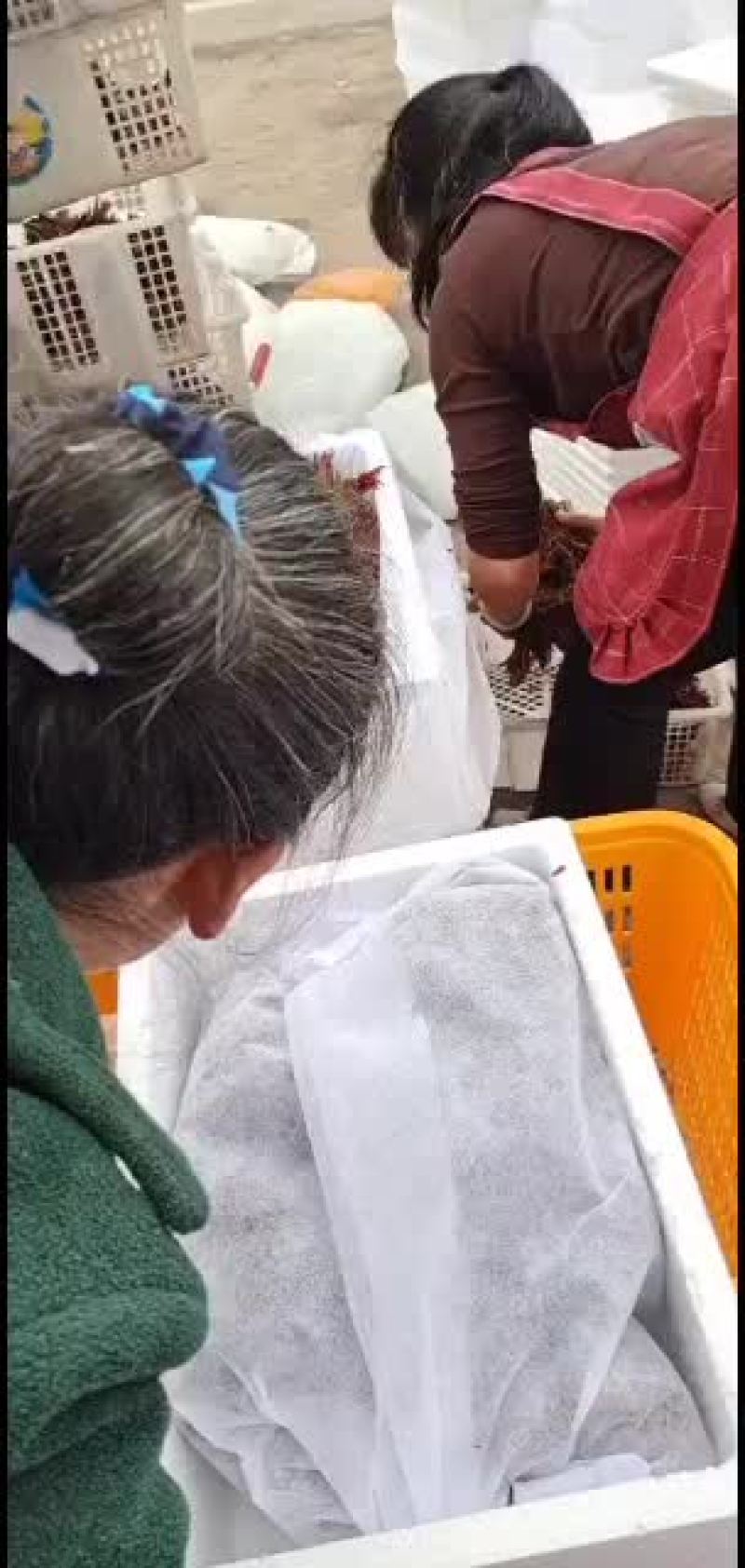 大量巴山红香椿芽上市了，