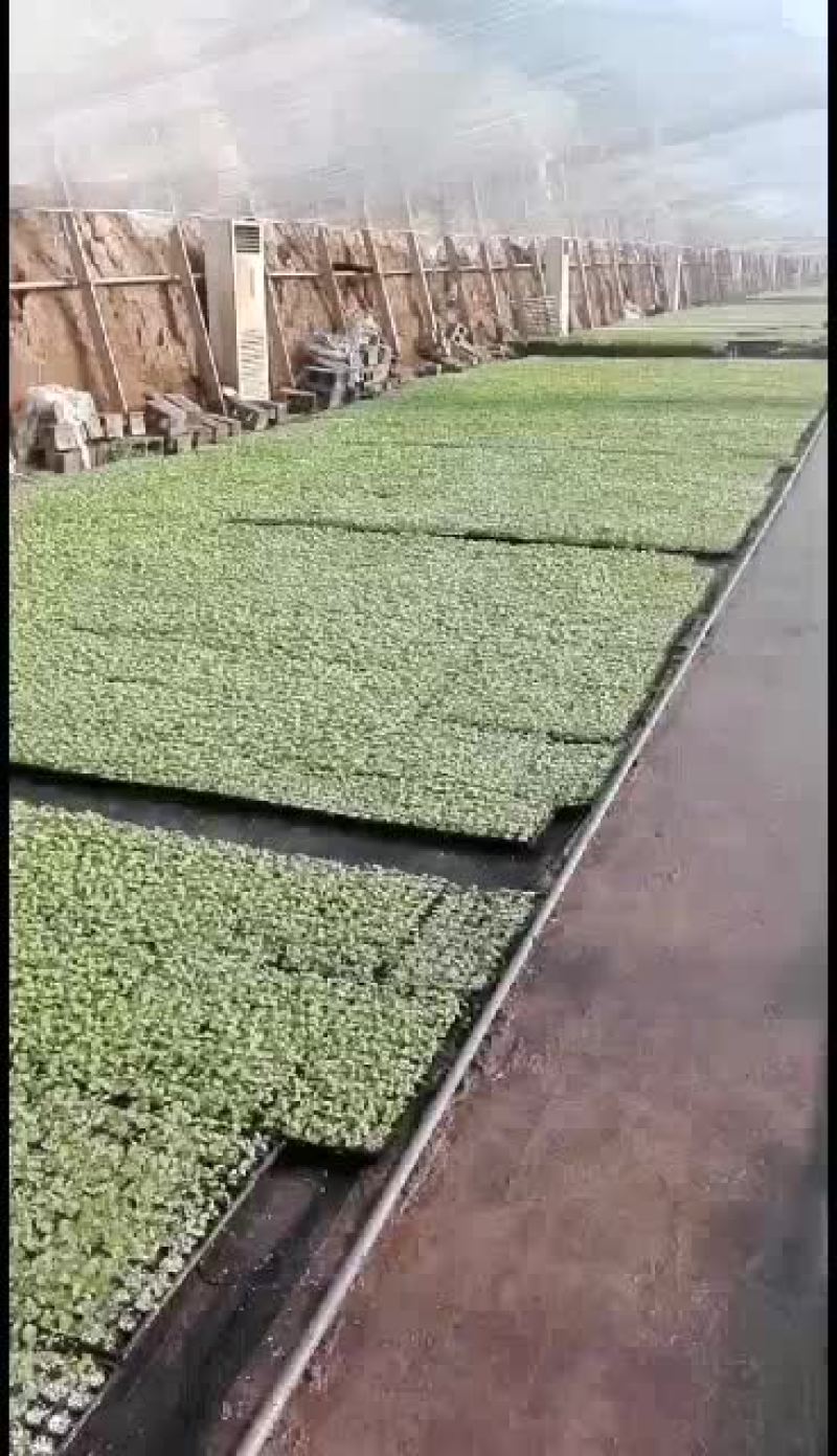 我处位于河北饶阳县，专业育苗20多年，甜瓜茄子番茄