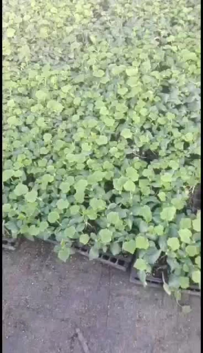 我处位于河北饶阳县，专业育苗20多年，甜瓜茄子番茄