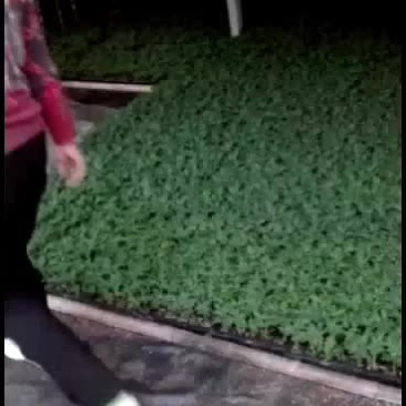 我处位于河北饶阳县，专业育苗20多年，甜瓜茄子番茄