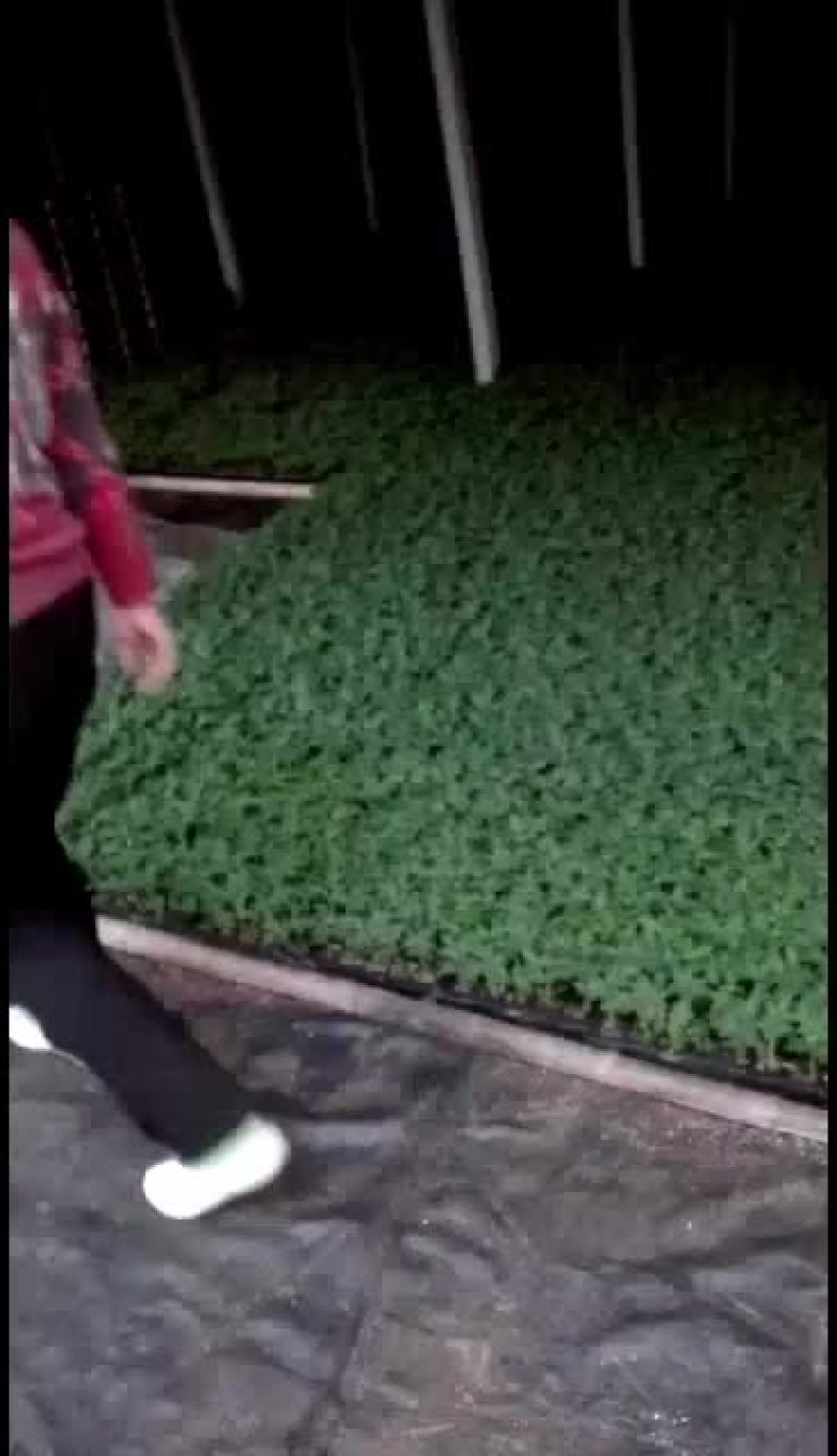 我处位于河北饶阳县，专业育苗20多年，甜瓜茄子番茄