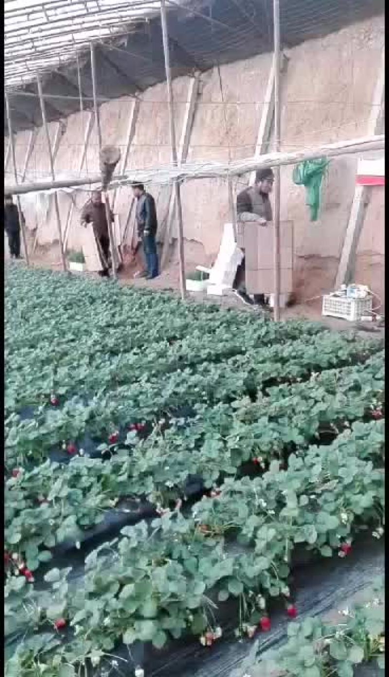 我处位于河北饶阳县，专业育苗20多年，甜瓜茄子番茄