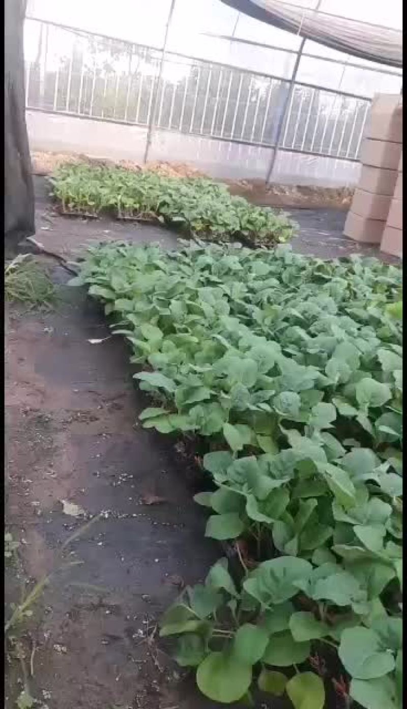 我处位于河北饶阳县，专业育苗20多年，甜瓜茄子番茄