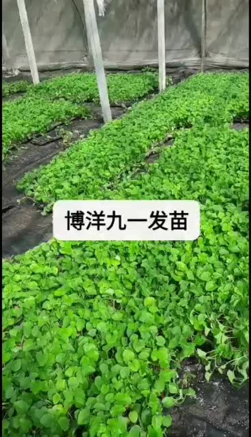 我处位于河北饶阳县，专业育苗20多年，甜瓜茄子番茄