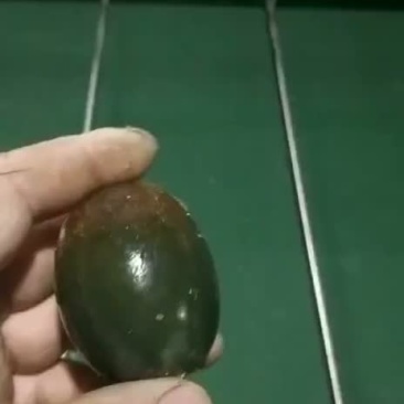 辽宁省一手货源松花蛋