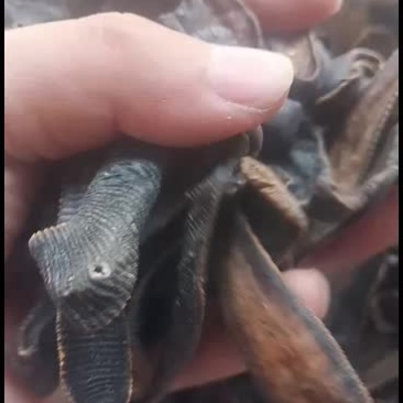 水蛭干（蚂蟥）清水吊干货山东临沂产地直销质量好价格合理