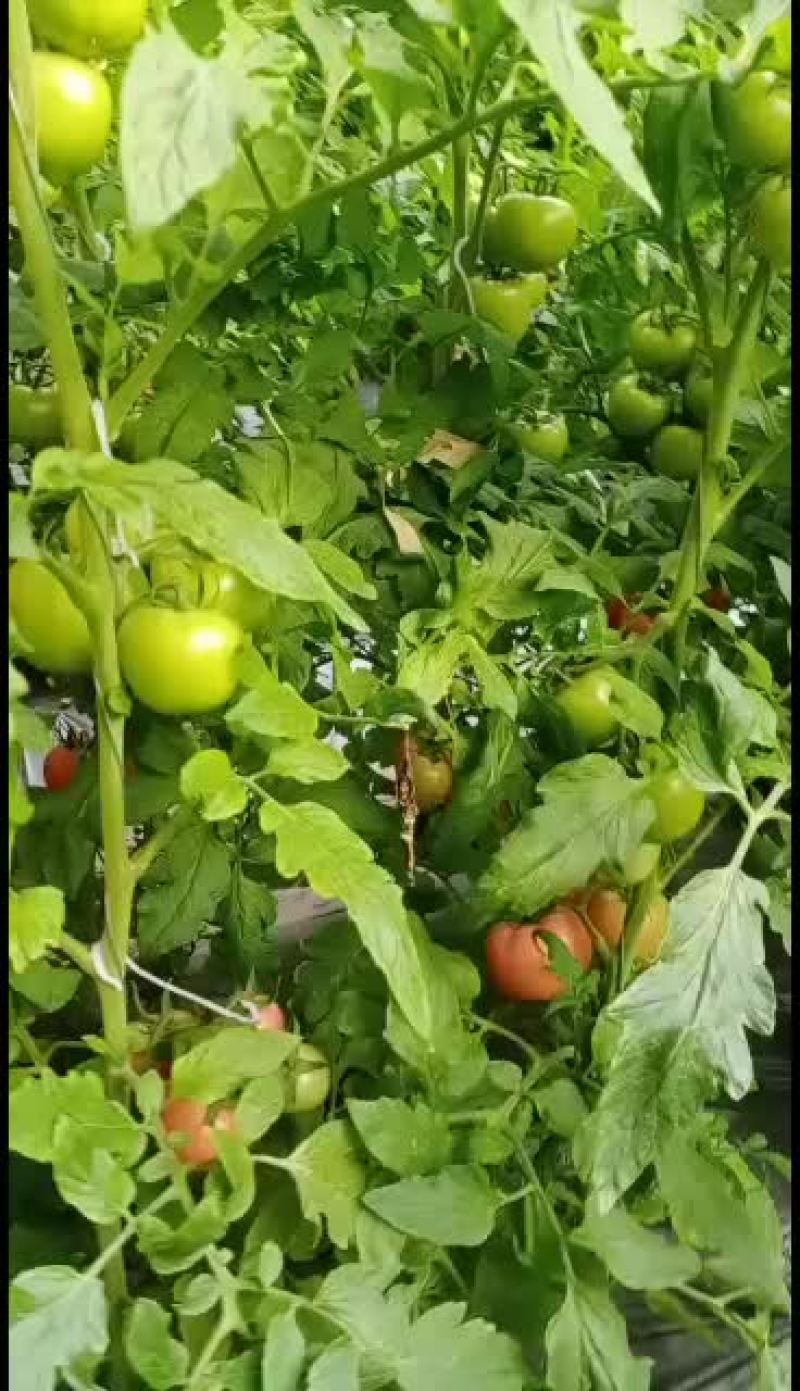 我是一个西红柿种植户，我种的西红柿，口感好，