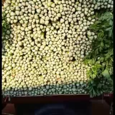 菠菜，甘蓝等各种蔬菜