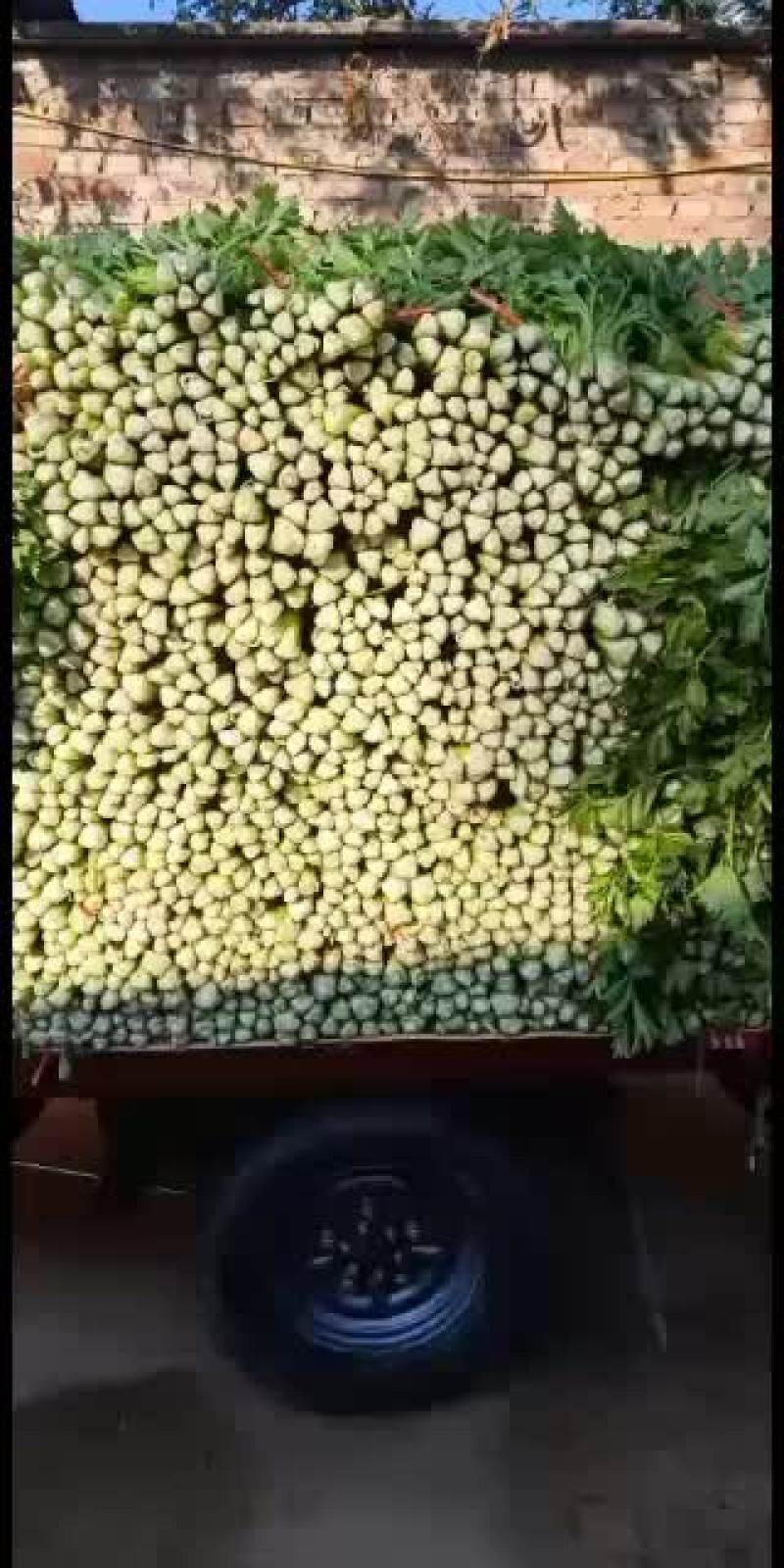 菠菜，甘蓝等各种蔬菜