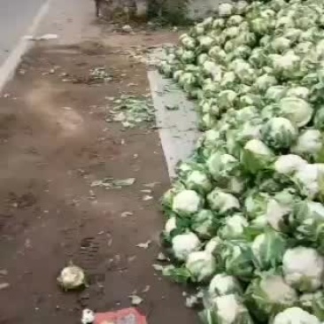 四川成都金堂县供应商花菜