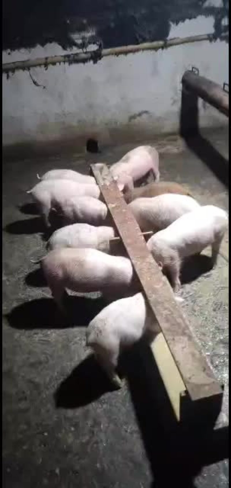 需要养小猪仔的，当今养猪能发家致富。
