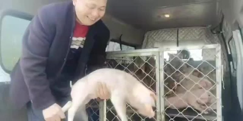 需要养小猪仔的，当今养猪能发家致富。