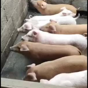需要养小猪仔的，当今养猪能发家致富。