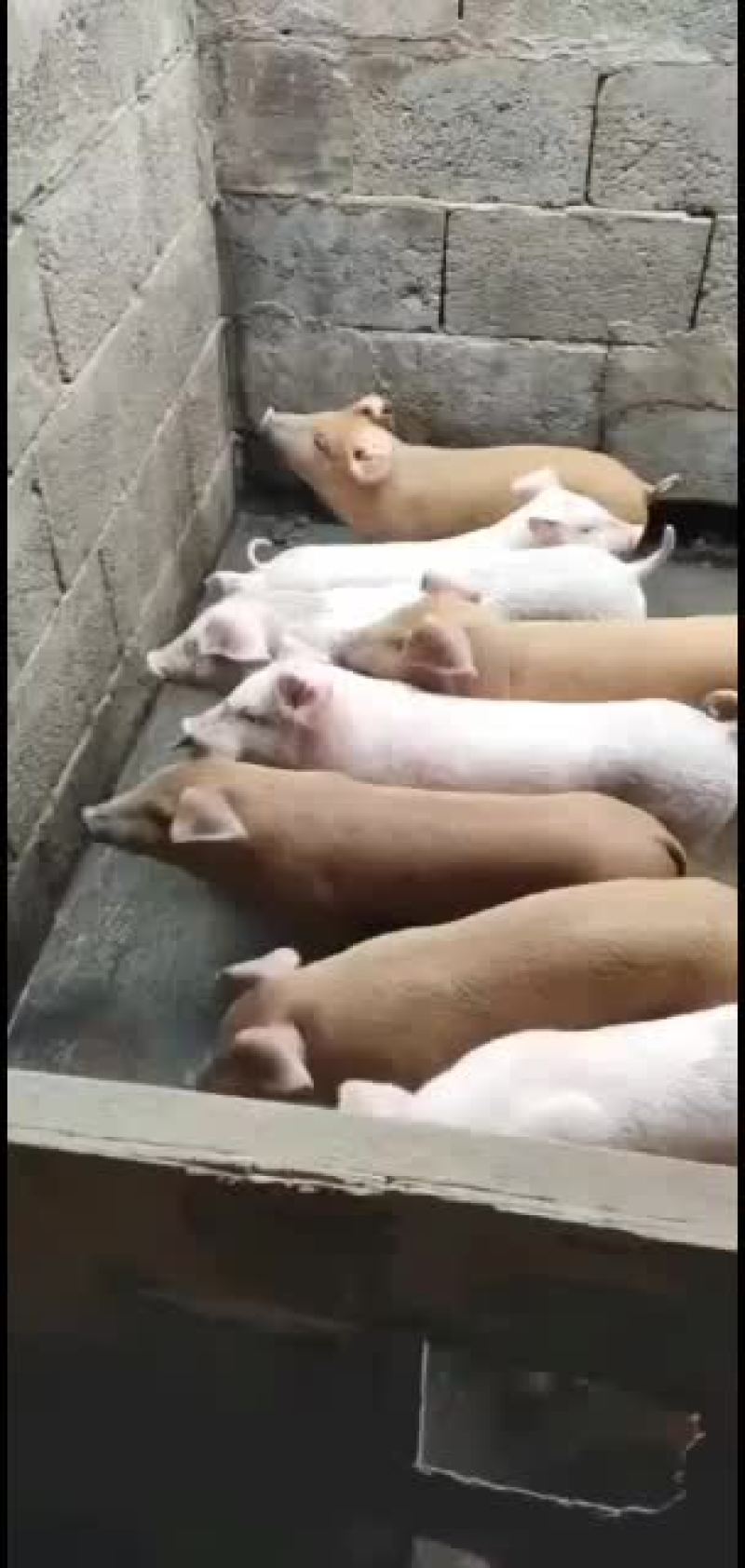 需要养小猪仔的，当今养猪能发家致富。