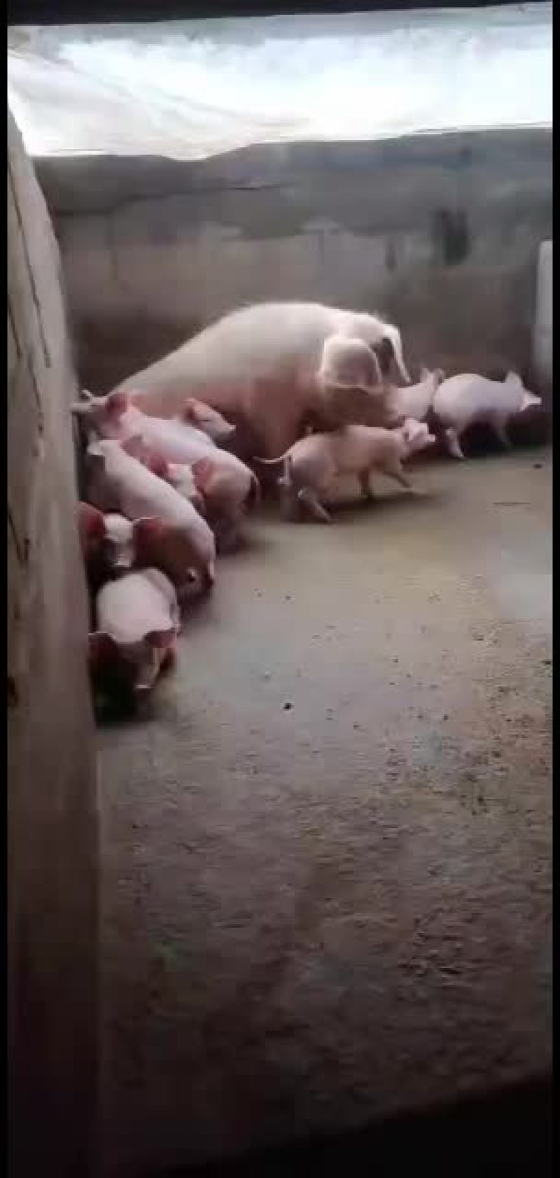 需要养小猪仔的，当今养猪能发家致富。